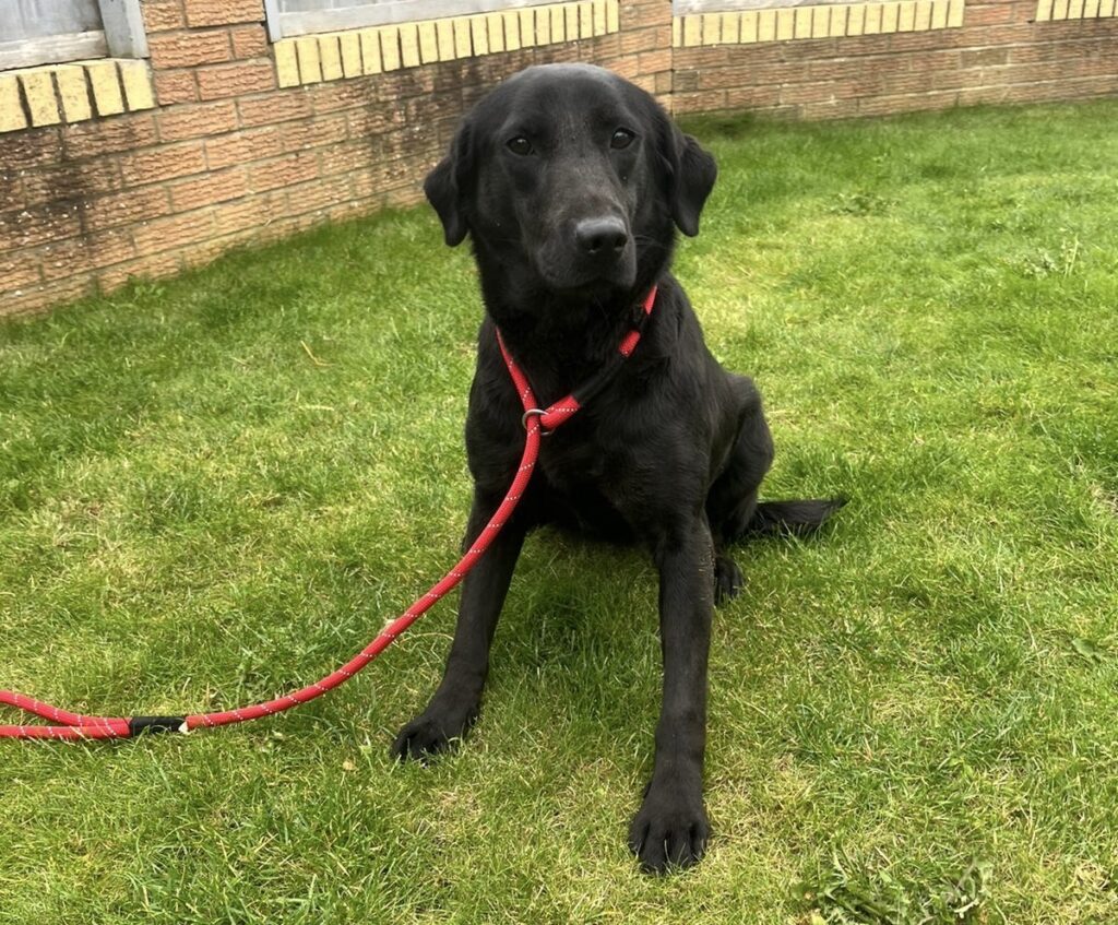 Fashion jet black labrador